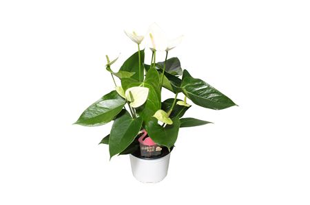 Anth An Arisa White 4+