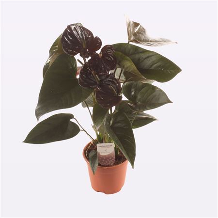 Anth An Paris Black 3+