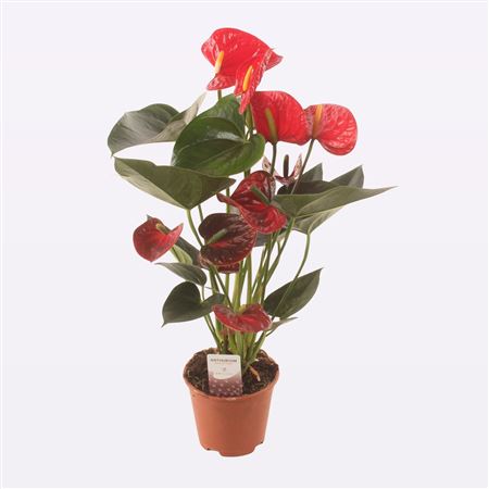 Anth An Easy Red 4+