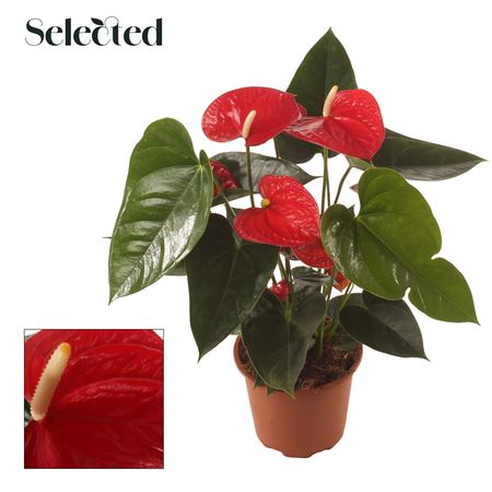 Anth An Easy Red 4+ (decorum)