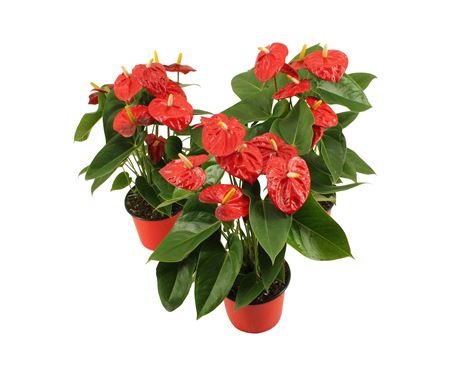 Anth An Mauii Red 4+