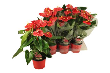 Anth An Jambo Red 6+