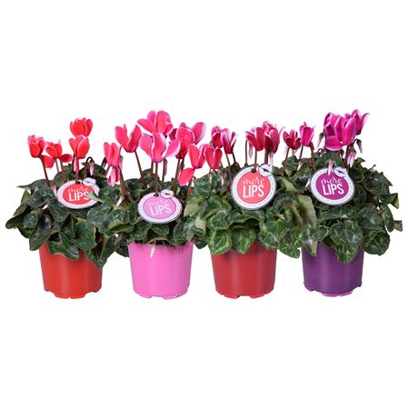 Cyclamen Fuji Mix (morelips)