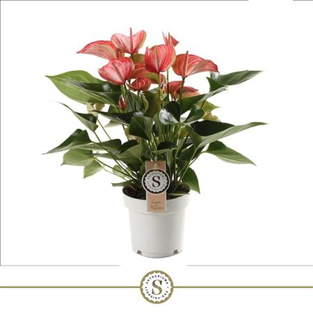 Anth An Livium Red 6+