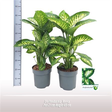 Dieffenbachia Reeva