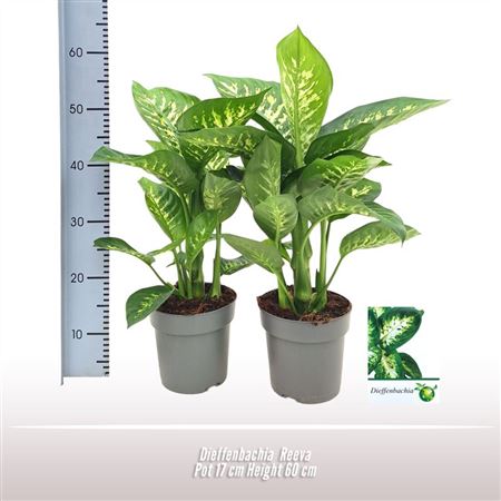 Dieffenbachia Reeva