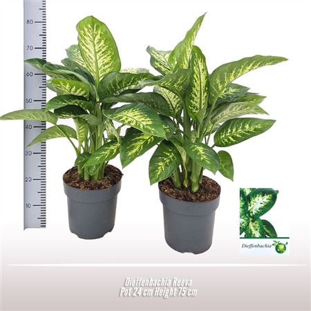 Dieffenbachia Reeva