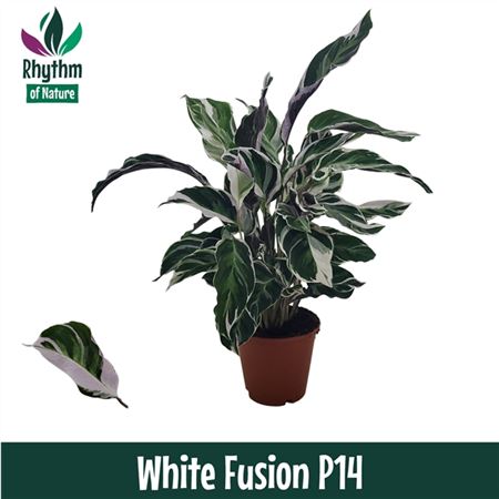 Calathea White Fusion Rhythm Of Nature