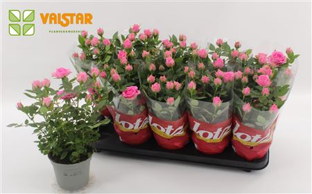 Rosa Lotz Of Roses Jewel Pink