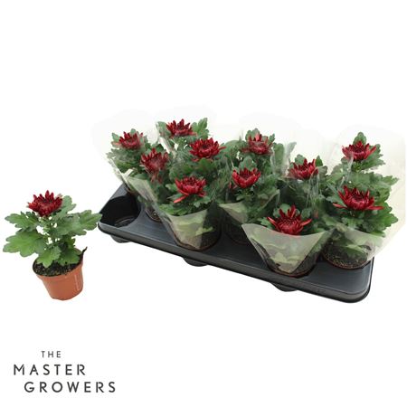 Chrysant Deco Cosmo Bordeaux