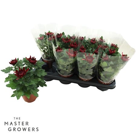 Chrys Deco Cosmo Bordeaux 3pp