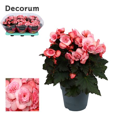 Begonia Joy Pink Light Pink (decorum)