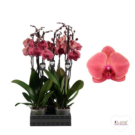 Phal 2st Asian Coral 16+ (levo)