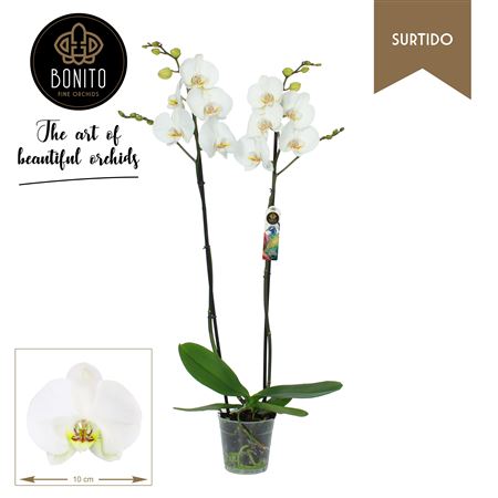 Phal 2st Silhouette Surtido 20+ (bonito)