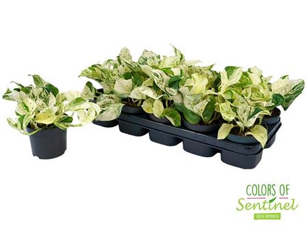 Epipremnum Happy Leaf