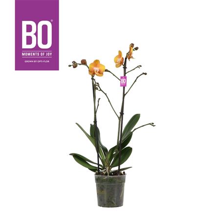 Phal 2st Las Vegas  (opti)