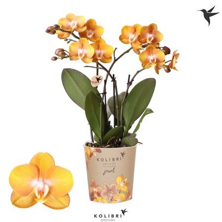 Phal Macau Mut