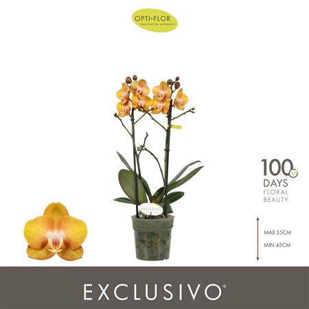 Phal 3st Exclusivo Las Vegas Gold (opti)