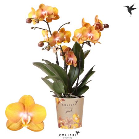 Phal Las Vegas Mut