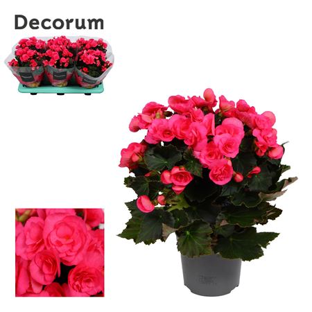 Begonia Adonia Pink