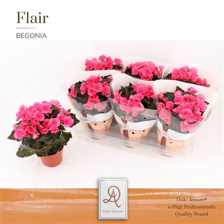 Begonia Adonia (dolc'amore)