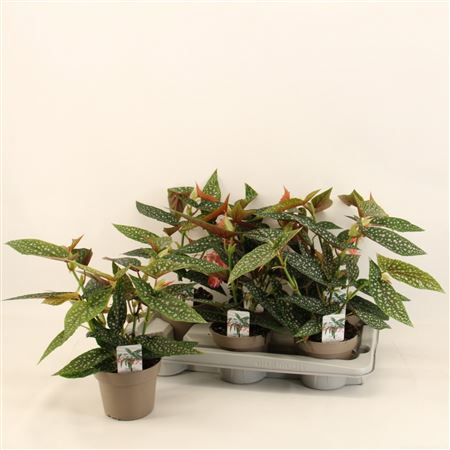 Begonia Maculata