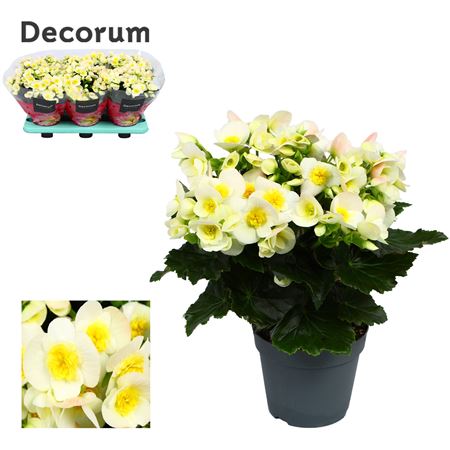 Begonia Valentino White (decorum)