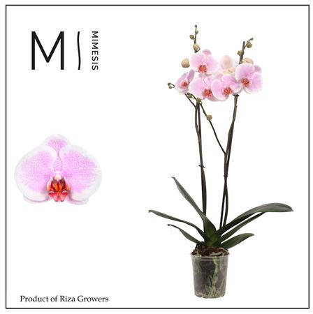 Phal 2st Romance 16+ (mimesis)