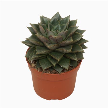 Echeveria Purpusorum