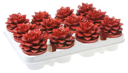 Echeveria Purper Red