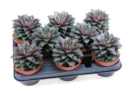 Echeveria Purpusorum