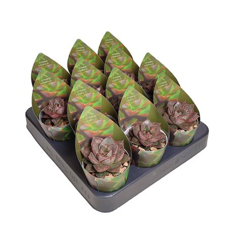 Echeveria Purpusorum Potcover