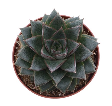 Echeveria Purpusorum