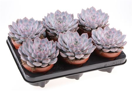 Echeveria Summer