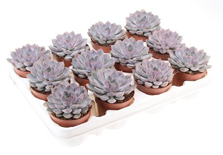 Echeveria Summer