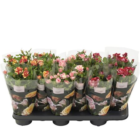 Rosa Mix