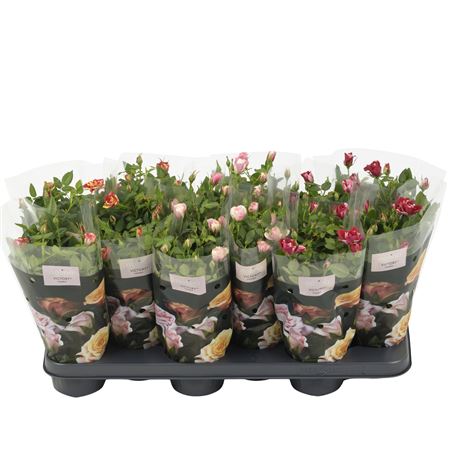 Rosa Victory Mix