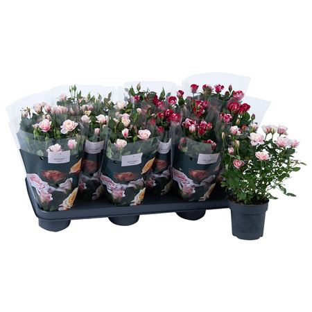 Rosa Mix Gigi/piia