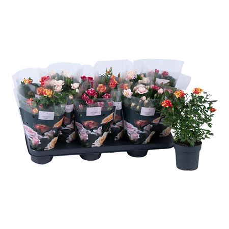 Rosa Special Roses Mix