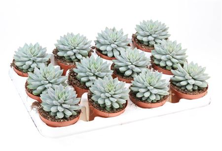 Echeveria Estrela