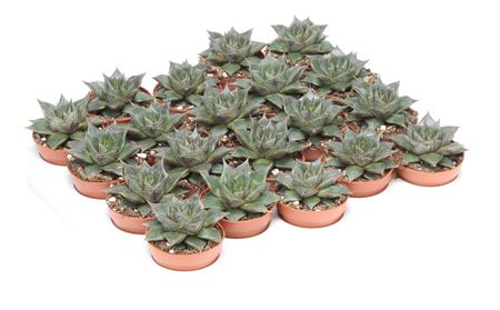 Echeveria Gilva