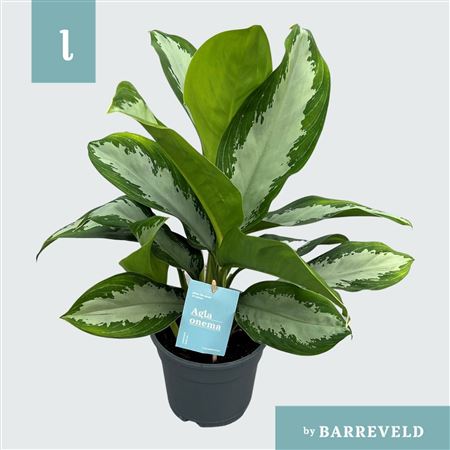 Aglaonema Diamond Bay