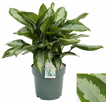 Aglaonema Diamond Bay