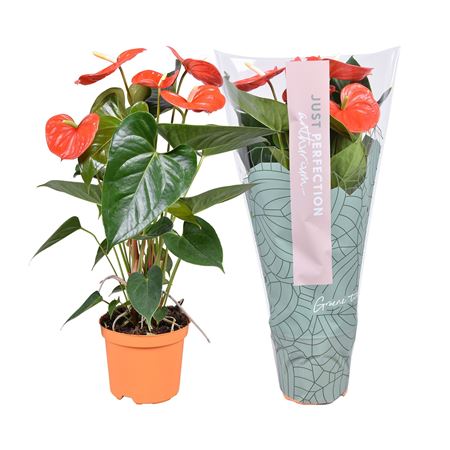 Anth An Atlas 4 + Just Perfect