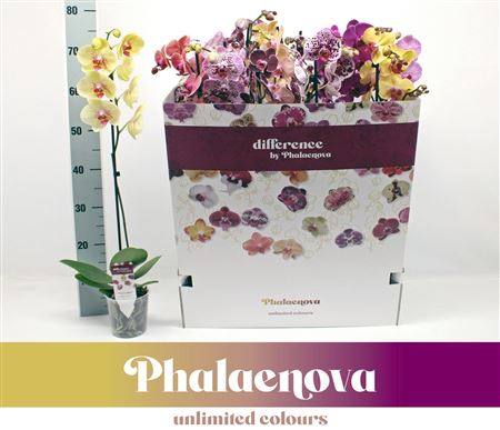 Phal 1st Mix 9+ (phalaenova)