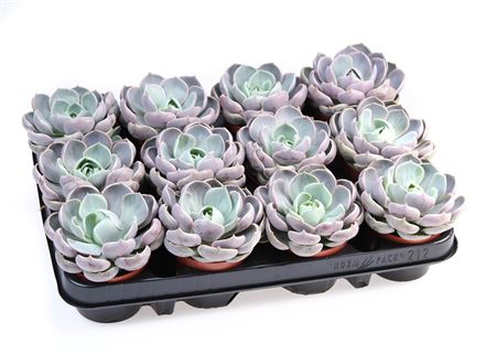 Echeveria Lotus