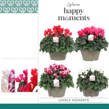 Cyclamen Lovely Moments Mix Bowl Ariel