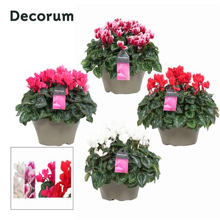 Cyclamen Lovely Moments Mix Bowl Ariel (decorum)