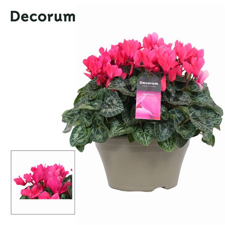 Cyclamen Lovely Moments Pink Bowl Ariel (decorum)
