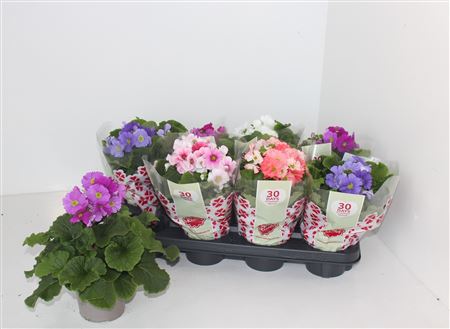 Примула Обь Сладкие Поцелуи Микс